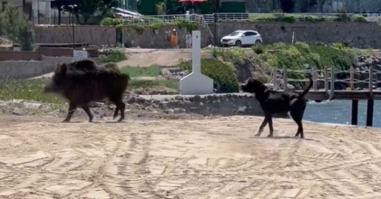 BODRUM'DA SAHİLİ DOMUZLAR BASTI