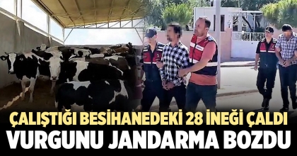 ÇALIŞTIĞI BESİHANEDEKİ 28 İNEĞİ ÇALDI
