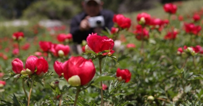 ÇİÇEK AÇAN ŞAKAYIKLARI KOPARAN YANDI: CEZASI 244 BİN 315 TL   
