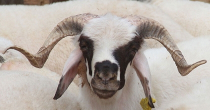 İL MÜFTÜ VEKİLİ TÜRKMEN'DEN TDV'YE KURBAN BAĞIŞI ÇAĞRISI