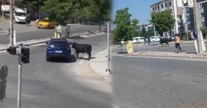 İZMİR'DE KURBANLIK DANALAR KAÇTI, SAHİPLERİ KOVALADI