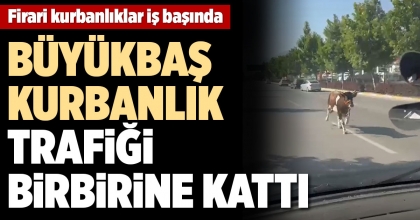 KAÇAN KURBANLIKLAR ZOR ANLAR YAŞATTI