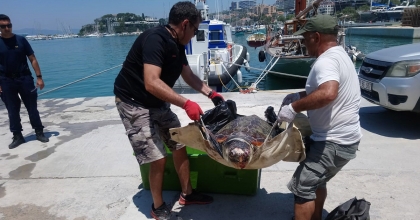 KUŞADASI'NDA DENİZ KAPLUMBAĞASI ÖLÜ BULUNDU
