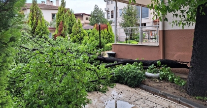 KÖYCEĞİZ'DE YAĞIŞLA BİRLİKTE ETKİLİ OLAN RÜZGAR AĞAÇLARI DEVİRDİ