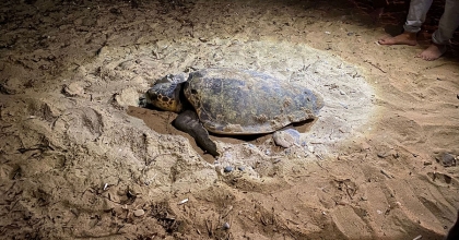 KUŞADASI'NDA  CARETTA CARETTA YUVASINA ÇİTLİ KORUMA
