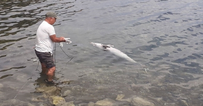 KUŞADASI'NDA YUNUS VAKALARI DEVAM EDİYOR