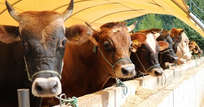 KÜTAHYA İHH, BAĞIŞLANAN KURBANLARI İHTİYAÇ SAHİPLERİNE ULAŞTIRACAK