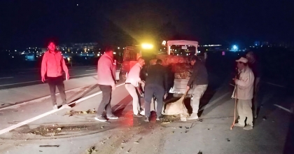 OTOMOBİLİN ÇARPTIĞI KOYUN SÜRÜSÜNDE 18 KOYUN TELEF OLDU 