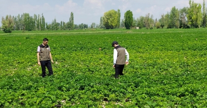 PATATES ÜRETİCİLERİNE BİTKİ HASTALIKLARINA KARŞI UYARI  