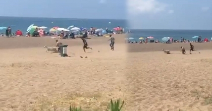 SAHİBİNDEN KAÇAN KURBANLIK KUZU PLAJI BİRBİRİNE KATTI