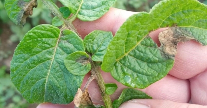 ŞUHUT'TA AŞIRI YAĞIŞ MANTAR HASTALIĞINA SEBEP OLDU  