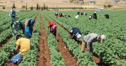 TARIM İŞÇİLERİNİN BEKLEDİĞİ ÜCRET TARİFESİ BELLİ OLDU  