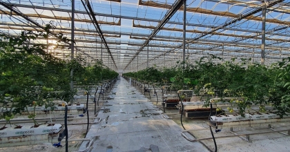 TARIMDA “JEOTERMAL