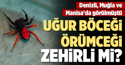 DENİZLİ, MUĞLA VE MANİSA'DA PANİĞE NEDEN OLAN UĞUR BÖCEĞİ ÖRÜMCEĞİ ZEHİRLİ Mİ?