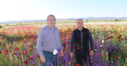 HAŞHAŞ TARLALARINDAN GÖRSEL ŞÖLEN