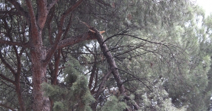 KOPAN AĞAÇ DALLARI EKİPLERİ HAREKETE GEÇİRDİ