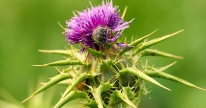 DEVE DİKENİ, PARAZİTLERİN DÜŞMANI ÇIKTI