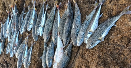 DATÇA’DA BALON BALIĞI TEHLİKESİ