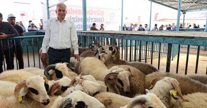 YETİŞTİRİCİ KOÇ DESTEĞİNDEN MEMNUN
