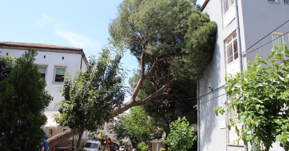 ASIRLIK AĞAÇ, POLİS KARAKOLUNUN ÜZERİNE DEVRİLDİ