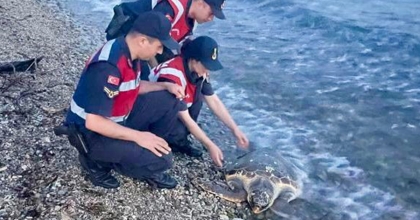 YARALLI CARETTA’YI JANDARMA KURTARDI