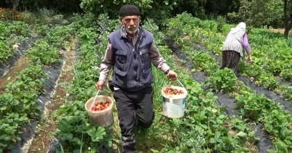 DEMİRCİÖREN ÇİLEĞİ TEZGAHLARDA