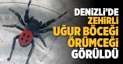 DENİZLİ’DE ZEHİRLİ UĞUR BÖCEĞİ ÖRÜMCEĞİ GÖRÜLDÜ