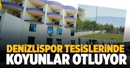 DENİZLİSPOR TESİSLERİNDE KOYUNLAR OTLUYOR