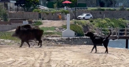 BODRUM'DA DOMUZLAR SAHİLE İNDİ