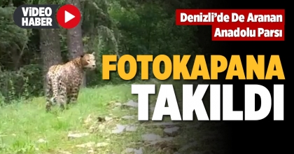 DENİZLİ’DE DE ARANAN ANADOLU PARSI FOTOKAPANA TAKILDI