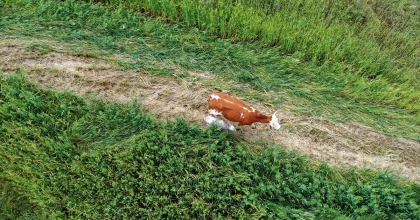 KAYIP BUZAĞI DRONE İLE BULUNDU