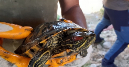 EKODOSD’TAN “İSTİLACI TÜR” UYARISI