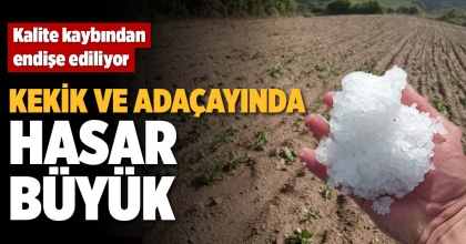 KEKİK VE ADAÇAYINDA HASAR BÜYÜK