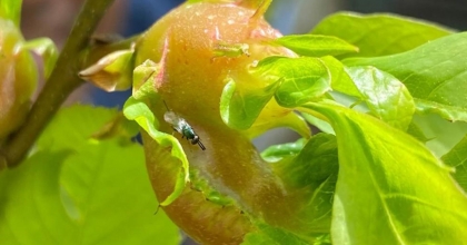 “KESTANENİN GELECEĞİ TEHLİKE ALTINDA”