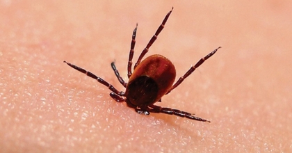 KKKA VAKALARINDA SADECE 1 ÖLÜM OLDU