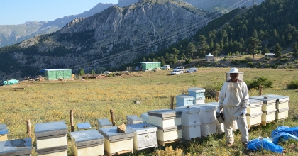 ANTALYA'DA ARI KOVANLARININ YENİ ADRESİ BİN 960 METRE RAKIMLI YAYLALAR