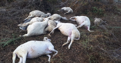 YILDIRIM 10 KOYUNU TELEF ETTİ 