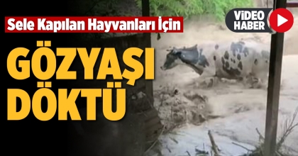 SELE KAPILAN HAYVANLARI İÇİN GÖZYAŞI DÖKTÜ 