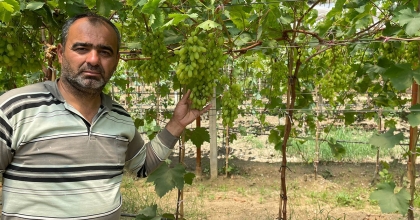 SERADA ERKENCİ ÜZÜM YETİŞTİRDİ