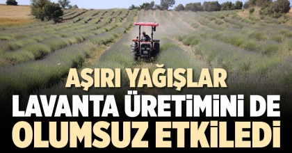  AŞIRI YAĞIŞLAR LAVANTA ÜRETİMİNİ DE OLUMSUZ ETKİLEDİ