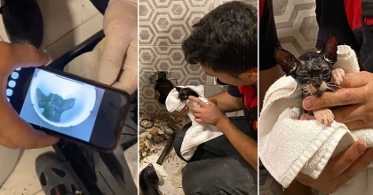 KEDİYİ GÖRÜNTÜLEME CİHAZIYLA TESPİT ETTİLER