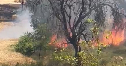 BUĞDAY EKİLİ TARLADA YANGIN