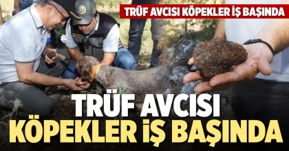 TRÜF AVCISI KÖPEKLER İŞ BAŞINDA