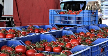 ANTALYA'DA DOMATES MİKTARI AZALDI, FİYAT ENDEKSİ ARTTI
