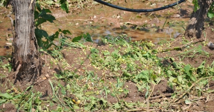 CEVİZ BÜYÜKLÜĞÜNDEKİ DOLU TARIM ARAZİLERİNE ZARAR VERDİ