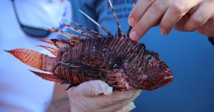 BALIKÇILARIN KORKULU RÜYASI TÜRK MUTFAĞINA EKLENİYOR