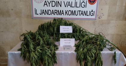 EVİNDE KENEVİR YETİŞTİREN ŞAHIS GÖZALTINA ALINDI