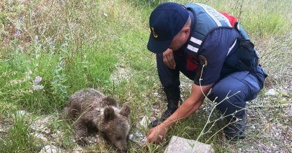 YARALI AYI YAVRUSUNA JANDARMA SAHİP ÇIKTI