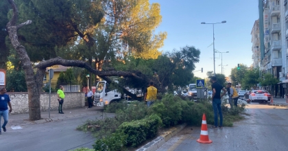KURAYAN ÇAM AĞACI YOLA DEVRİLDİ