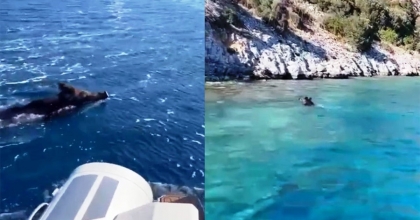 BODRUM'DA YÜZEN DOMUZ GÖRENLERİ ŞAŞIRTTI